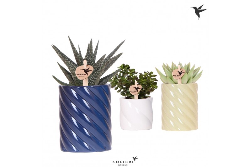 Succulenten mix Kolibri Greens Succulenten mix in Candy pot blue mix1  