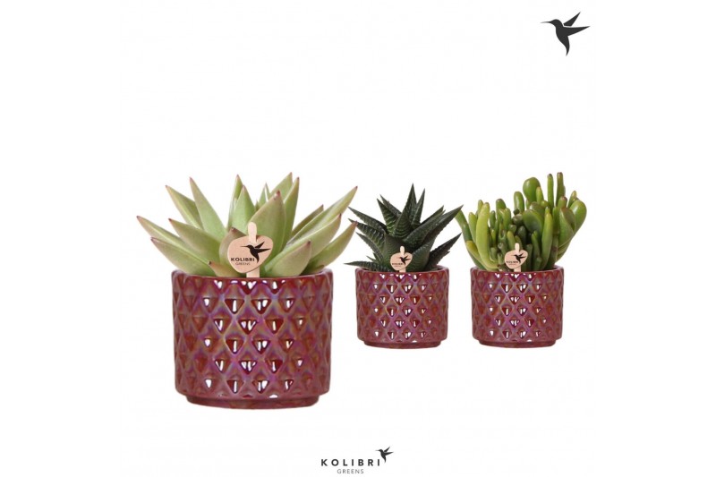 Succulenten mix Kolibri Greens Succulenten mix in Diamond Pearl pot re 