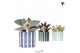 Succulenten mix Kolibri Greens Succulenten mix in Painted Stripe pot b 
