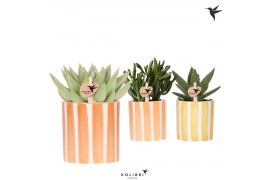 Succulenten mix Kolibri Greens Succulenten mix in Painted Stripe pot y