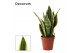 Sansevieria trifasciata futura superba 9cm Decorum 