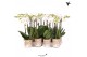 Phalaenopsis multiflora wit Kolibri Orchids Phalaenopsis White 2 spike 