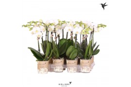 Phalaenopsis multiflora wit Kolibri Orchids Phalaenopsis White 2 spike