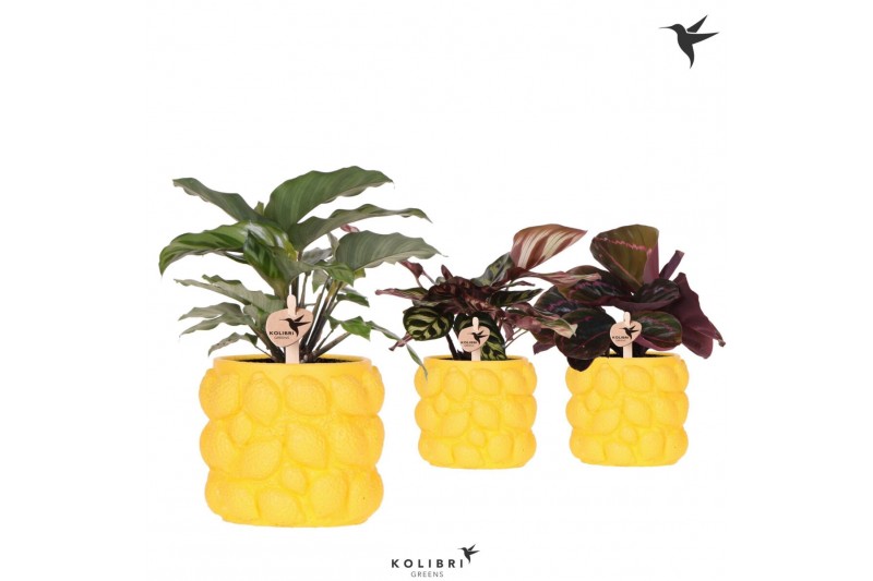 Calathea mix Kolibri Greens Calathea mix in Citrus pot yellow1 pp 