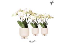 Phalaenopsis wit Kolibri Orchids Phalaenopsis Ghent 4spike in Gummy tr
