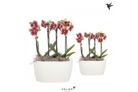 Phalaenopsis multiflora Kolibri Orchids Phalaenopsis spotty 4 spike in