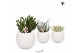 Succulenten mix Kolibri Greens Succulenten mix in Bowl pot1 pp 