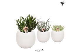 Succulenten mix Kolibri Greens Succulenten mix in Bowl pot1 pp