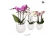 Phalaenopsis multiflora Kolibri Orchids Phalaenopsis mix 3 spike in Bo 