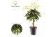 Schefflera arboricola gold capella Schefflera Gold Capella vlecht 3 pp 