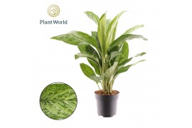 Aglaonema greenlight Aglaonema Greenlight 2 pp