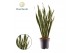 Sansevieria trifasciata laurentii Sansevieria Laurentii 3 pp 