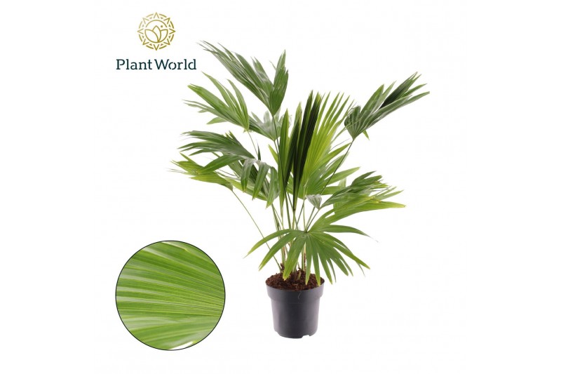 Livistonia rotundifolia Livistona rotundifolia 3 pp 