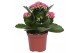 Kalanchoe rosalina don nando roze, Zonder hoes 