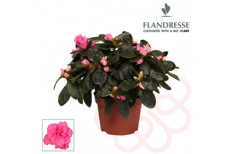 Rhododendron simsii roze Azalea Flandresse® roze 17+ cmcm diameter  pp 