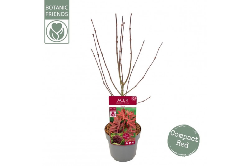 Acer palmatum shaina Acer palm. Shaina 