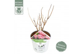 Hydrangea arborescens Hydrangea ar. Ruby Annabelle ®