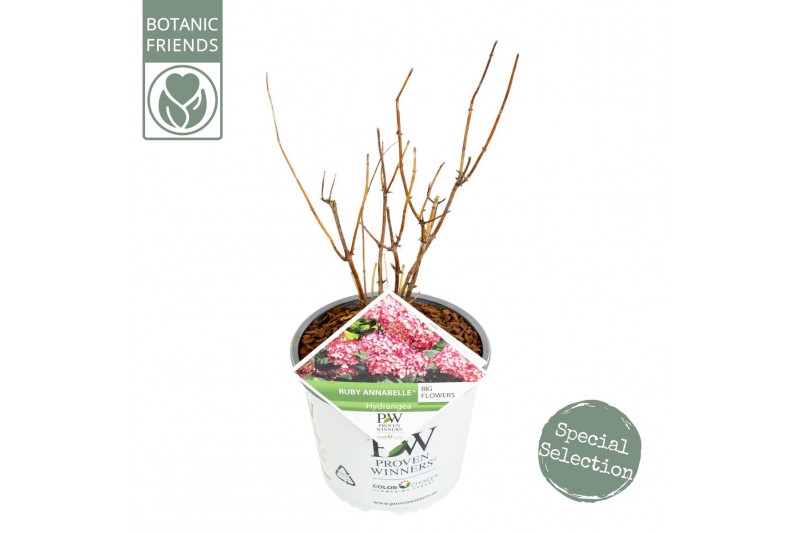 Hydrangea arborescens Hydrangea ar. Ruby Annabelle ® 