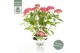 Hydrangea arborescens Hydrangea ar. Ruby Annabelle ® 
