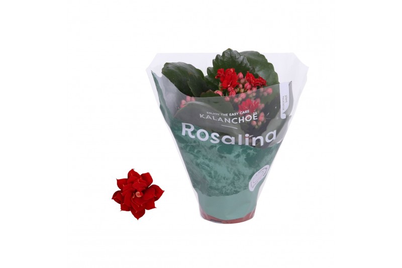 Kalanchoe rosalina don justino rood 