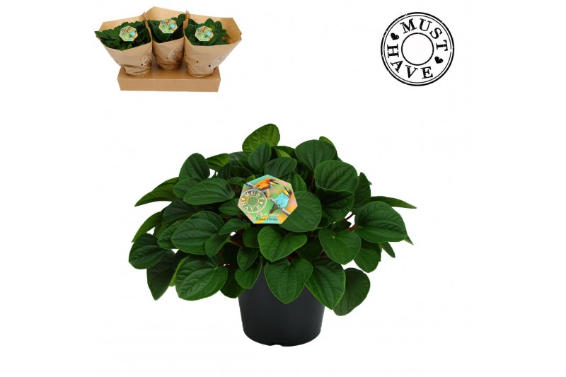 Peperomia albovittata rana verde Peperomia rana verde must have2 pp 