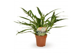 Aglaomorpha coronans Aglaomorpha Jim