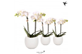 Phalaenopsis multiflora wit Kolibri Orchids Phalaenopsis white 2 spike