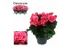 Begonia berseba Begonia berseba paars 14 cm Decorum1 pp 