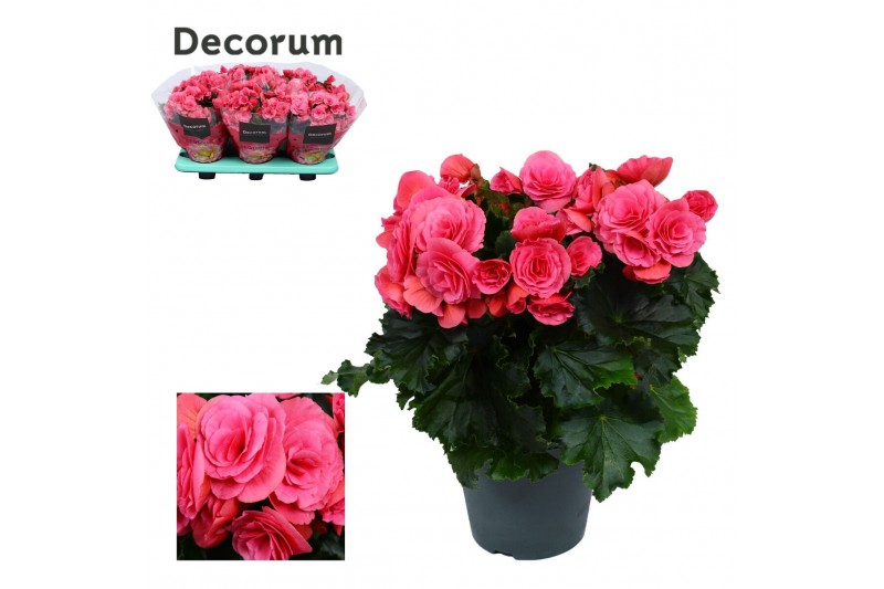 Begonia berseba Begonia berseba paars 14 cm Decorum1 pp 