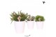 Rhipsalis mix Kolibri Greens Rhipsalis mix in Honey pot1 pp 