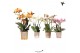 Phalaenopsis mix Kolibri Orchids Phalaenopsis Jewel mix 4spike40 bl. 4 