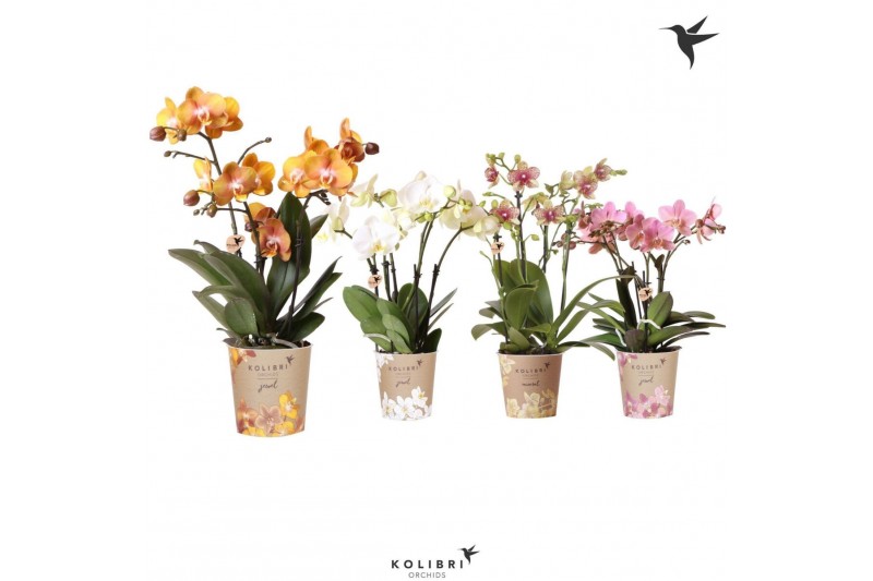 Phalaenopsis mix Kolibri Orchids Phalaenopsis Jewel mix 4spike40 bl. 4 