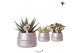 Succulenten mix Kolibri Greens Succulenten mix in Groove pot silver1 p 