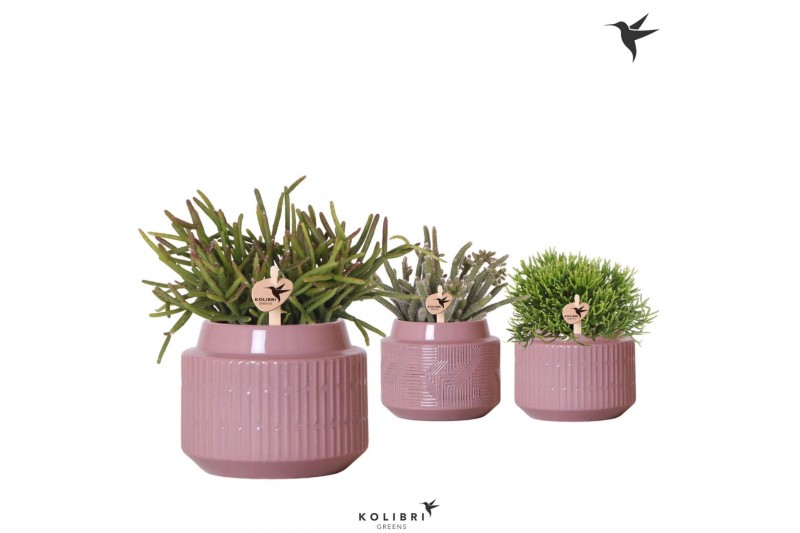 Rhipsalis mix Kolibri Greens Rhipsalis mix in Maze pot purple1 pp 