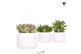 Succulenten mix Kolibri Greens Succulenten mix in Maze pot white1 pp