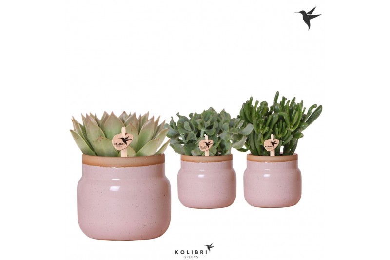 Succulenten mix Kolibri Greens Succulenten mix in Vintage Bowl pot pin 