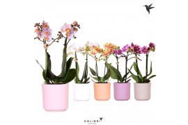 Phalaenopsis mix Kolibri Orchids Phalaenopsis mix 2 spike in Simplicit