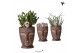Succulenten mix Kolibri Greens Succulenten mix in Totem Mask pot1 pp 