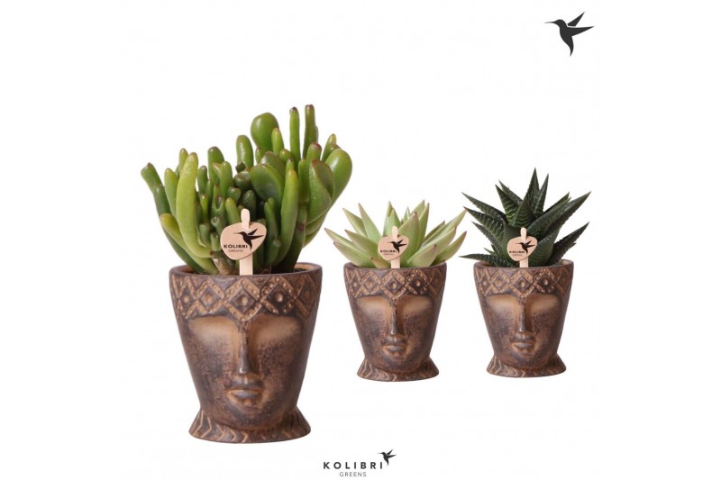 Succulenten mix Kolibri Greens Succulenten mix in Totem Mask pot1 pp 
