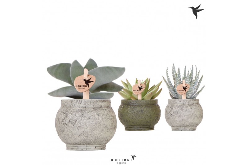 Succulenten mix Kolibri Greens Succulenten mix in Ancient pot green mi 