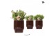 Rhipsalis mix Kolibri Greens Rhipsalis mix in Classy pot brown1 pp 