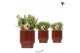 Rhipsalis mix Kolibri Greens Rhipsalis mix in Classy pot red1 pp 