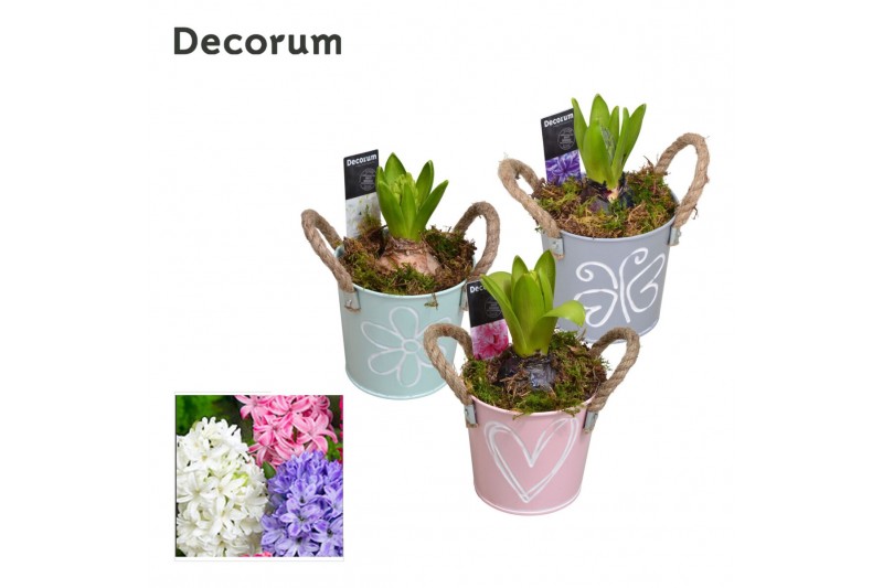 Arrangementen hyacinthus Hyacint Bucket Mini HL10770 [LOVELY COLORS] 1 