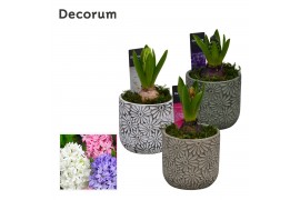 Arrangementen hyacinthus Hyacint Daisy HL11390 [PURE] 1 pp 30 bl. 1 pe