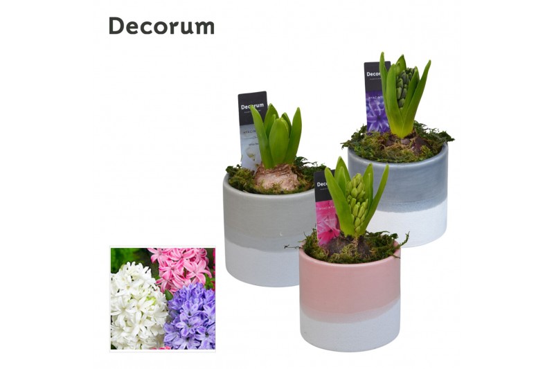 Arrangementen hyacinthus Hyacint Felice HL12440 [LOVELY COLORS] 1 pp 3 