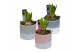 Arrangementen hyacinthus Hyacint Felice HL12440 [LOVELY COLORS] 1 pp 3 