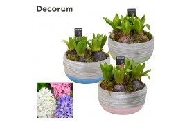 Arrangementen hyacinthus Hyacint Pastel Schaal HL19493 [LOVELY COLORS]