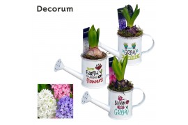 Arrangementen hyacinthus Hyacint MINI Gieter met Tekst HL13510 [PURE] 