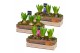 Arrangementen hyacinthus Hyacint Wooden Box HL11623 [PURE] 3 pp 90 bl. 