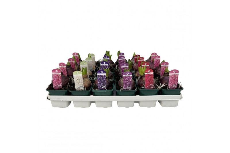 Hyacinthus orientalis mix 5 kleuren 